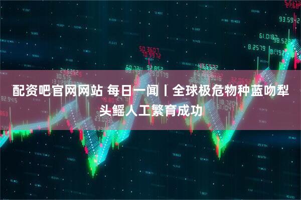 配资吧官网网站 每日一闻丨全球极危物种蓝吻犁头鳐人工繁育成功